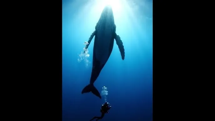 小草视频免费观看 - 深蓝星球：探索海洋深处的未知世界